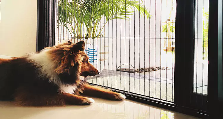 Sliding Screen Pet Door Repair in Coral Springs, FL