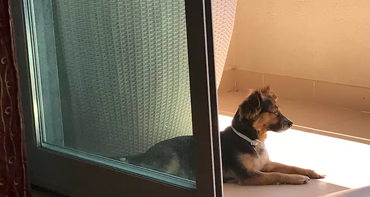 French Door Pet Screen Repair in Coral Springs, FL